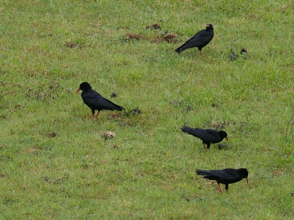 <h3><a href="/trips/ebro/biota/animalia/chordata/aves/040 passeriformes/054 corvidae/pyrrhocorax pyrrhocorax/pyrrhocorax pyrrhocorax-nl.html">Pyrrhocorax&nbsp;pyrrhocorax</a> / Red‑billed&nbsp;chough / Alpenkraai</h3>OM-1 Mark II met OLYMPUS M.300mm F4.0, 1/2000 sec  bij F4.0, ISO 1000